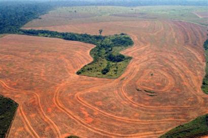 deforestationamazonie