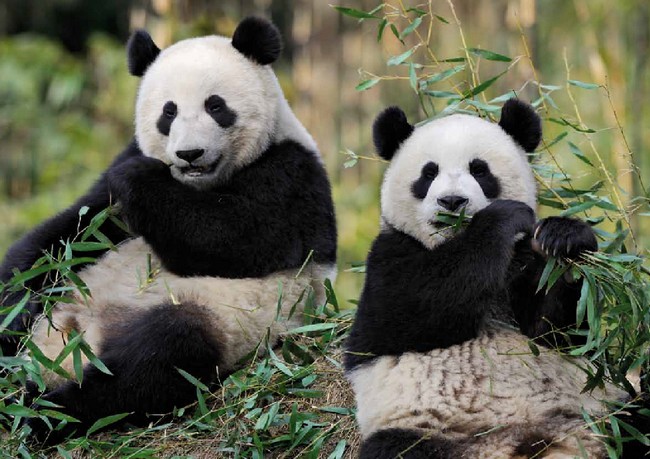 30 kg de "carburant" par jour grâce aux pandas de Beauval  !