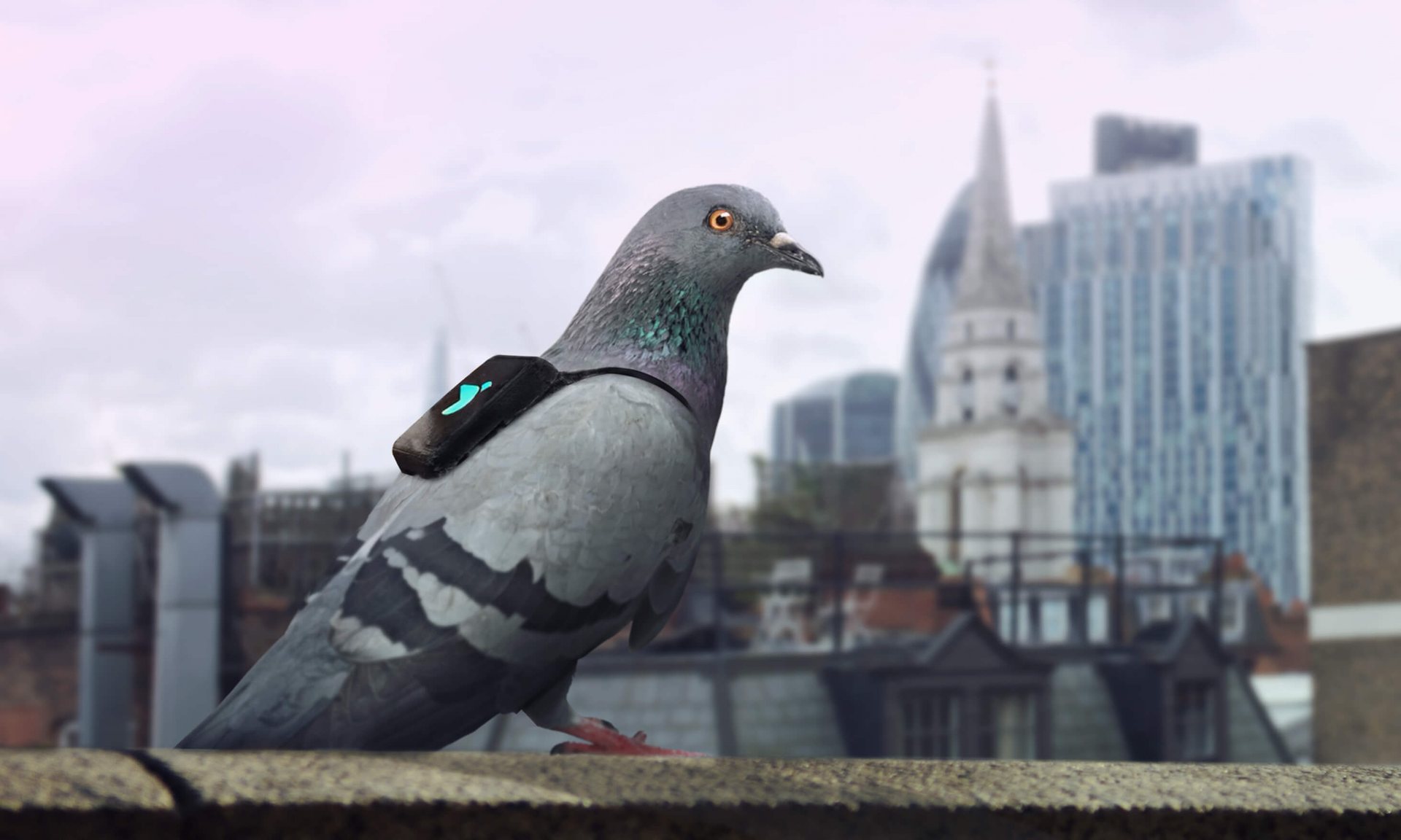 Pigeons Air Patrol Les pigeons au secours de la qualité de l'air de la capitale anglaise