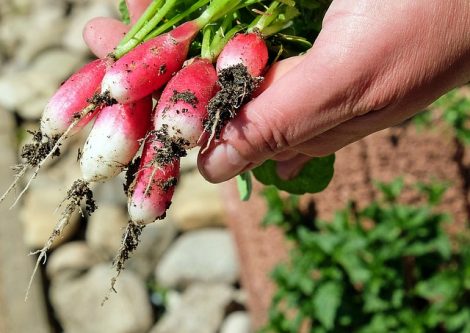 L’agriculture urbaine, ça pousse !