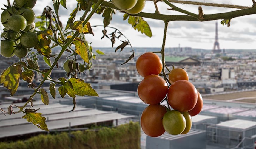 L’agriculture urbaine récompensée !