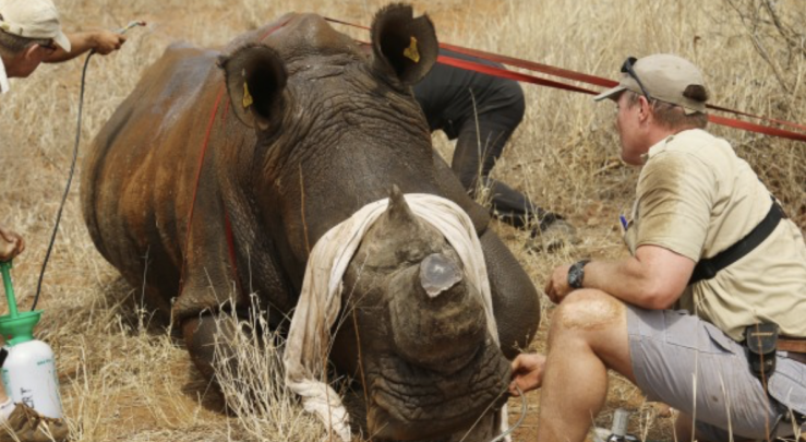 Des GPS pour traquer et protéger les rhinocéros