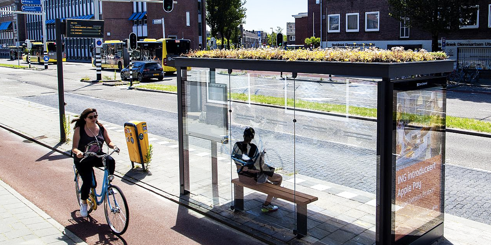 Utrecht : faire fleurir les abribus pour sauver les abeilles