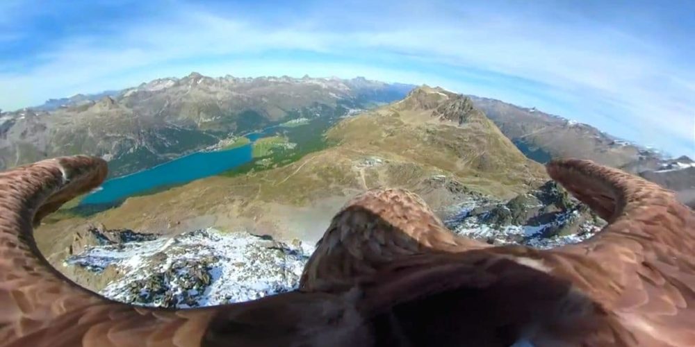 Un aigle caméraman sensibilise sur la fonte des glaces