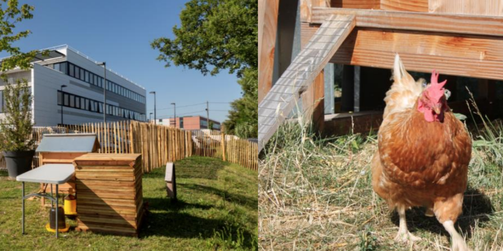 Toulouse : le démonstrateur d’agriculture urbaine du Crédit Agricole Immobilier fête un an d’existence