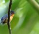 De nouveaux oiseaux chanteurs découverts en Indonésie