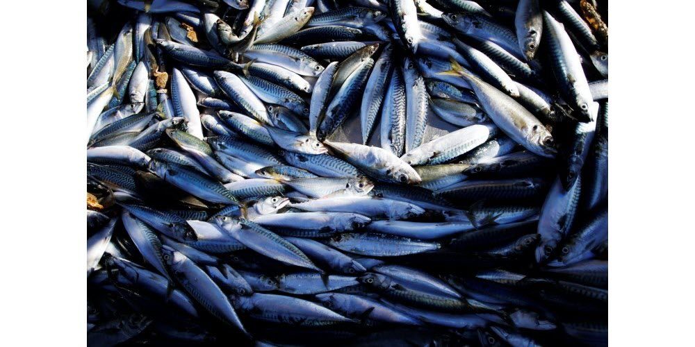 Une caméra intelligente détecte les parasites dans les poissons