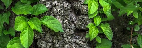 Cleantech open France : un concours pour faire pousser les entreprises en herbe