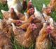 LIDL et LECLERC s’engagent pour améliorer le bien-être des poulets