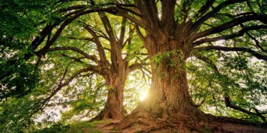 Vous aimez votre forêt ? Partagez son ambiance sonore !