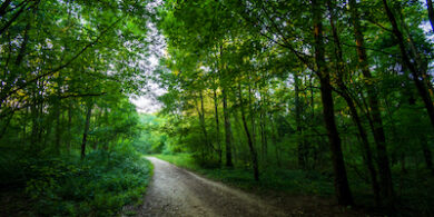 Reforester, mais pas n’importe comment