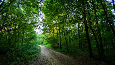 Reforestation