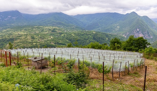 La viticulture, high tech ou low tech ?