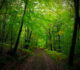 Les forêts françaises brûlent. Comment réagir ?