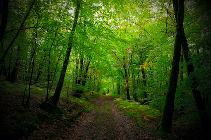 Les forêts françaises brûlent. Comment réagir ?