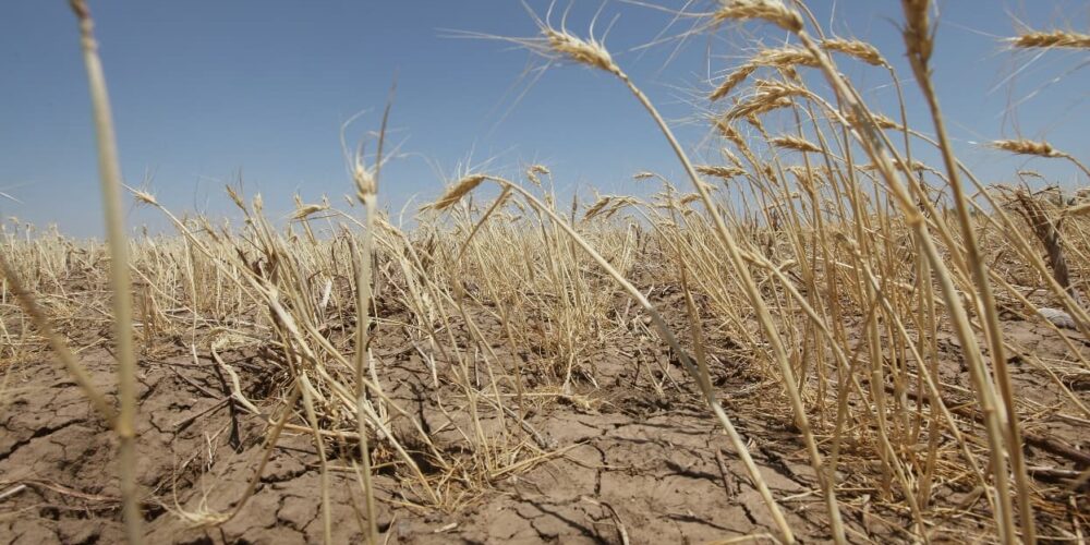 « Beau temps en juin, abondance de grain » : comment la sécheresse de Mai va limiter la production de céréales en 2023
