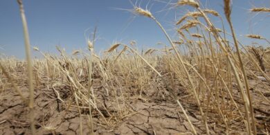 « Beau temps en juin, abondance de grain » : comment la sécheresse de Mai va limiter la production de céréales en 2023