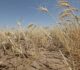 « Beau temps en juin, abondance de grain » : comment la sécheresse de Mai va limiter la production de céréales en 2023