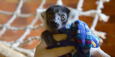 La naissance d’un lémurien célébrée au Bioparc de Doué-la-Fontaine