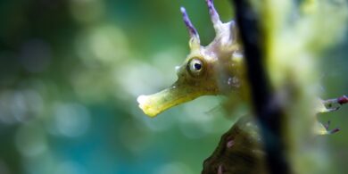 Les intelligences animales à Paris
