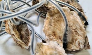 molluSCAN-eye transforme huîtres et moules en sentinelles environnementales.