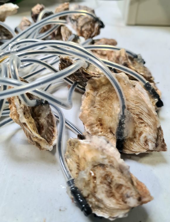 molluSCAN-eye transforme huîtres et moules en sentinelles environnementales.